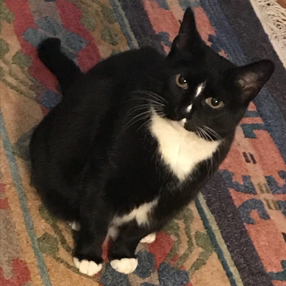 Meet your Posher, Sara - Picture 2 of 3